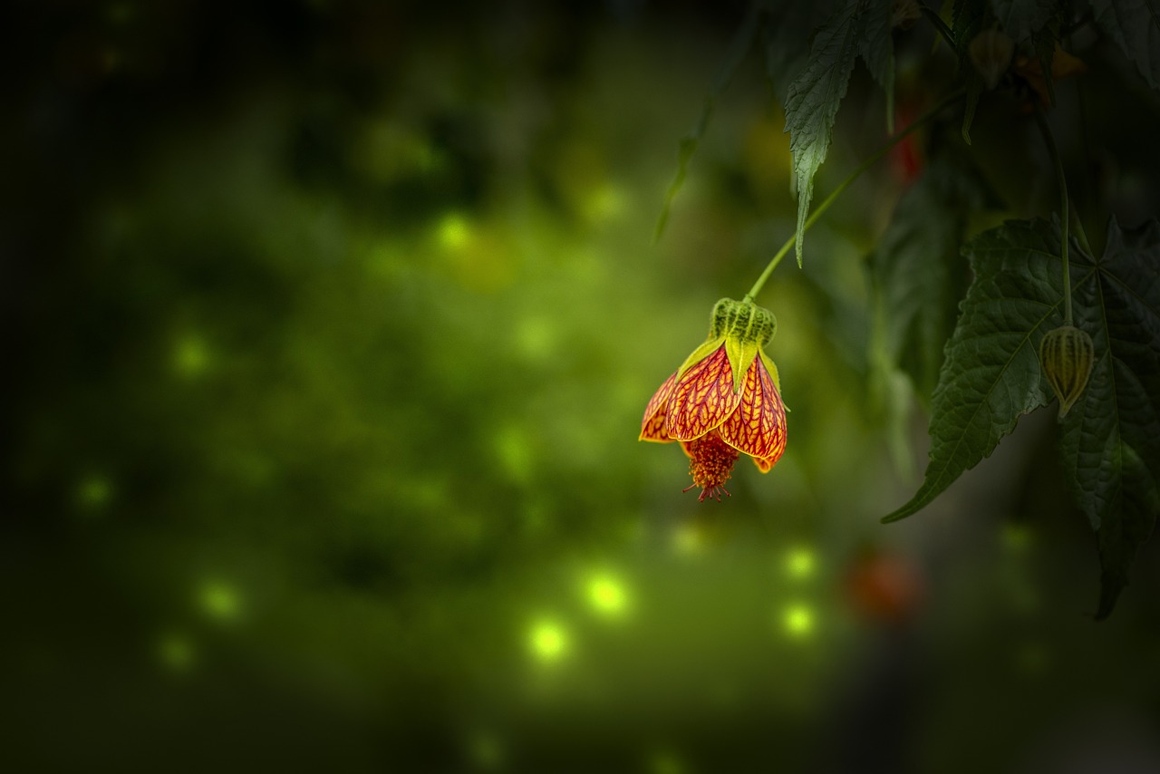 桃花在线视频观看免费，桃花在线视频观看免费播放