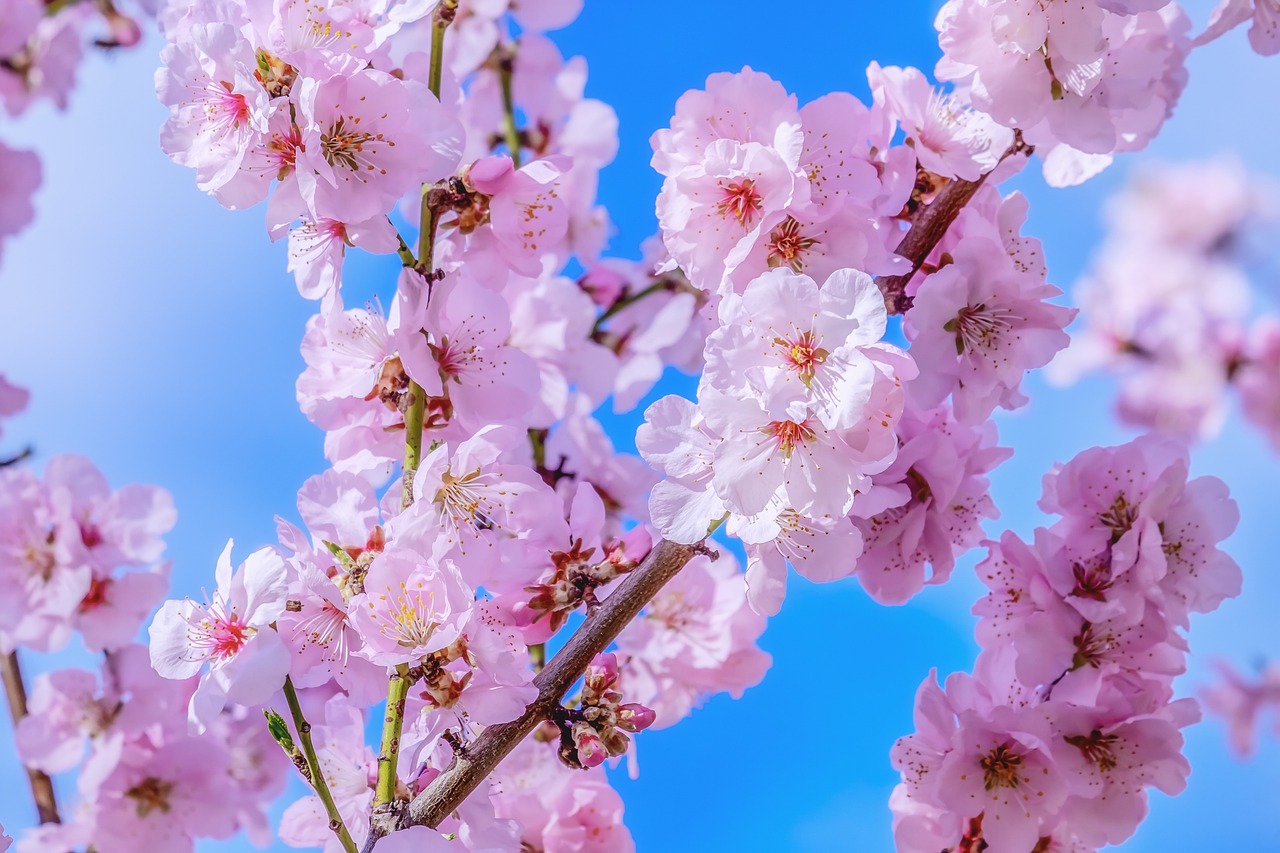 桃花视频在线观看免费版，樱花电影最新免费观看国语版