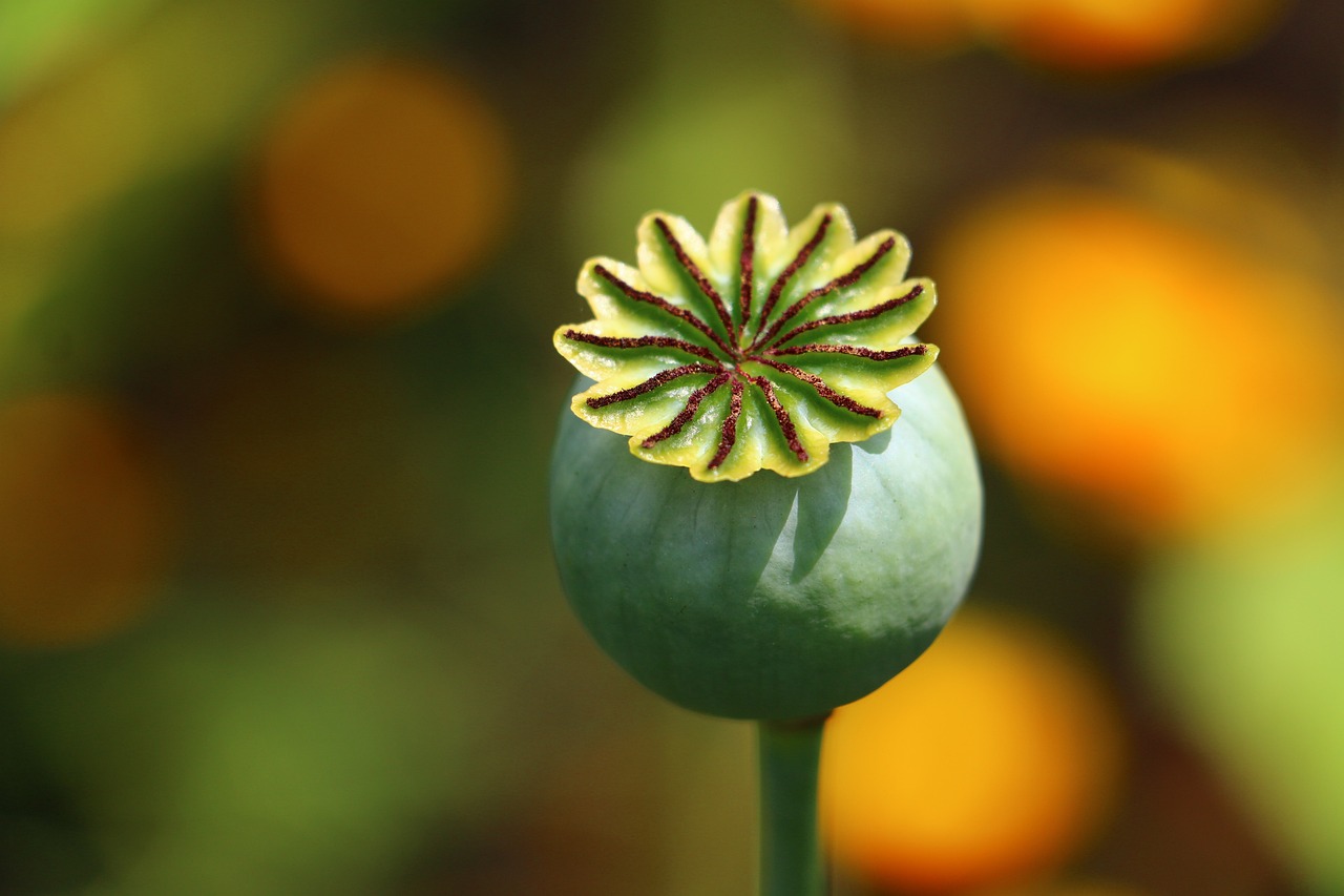 野花视频高清在线观看下载，丁香花完整视频在线观看